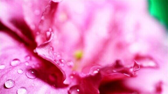 粉红色的杜鹃花微距拍摄上面有水滴