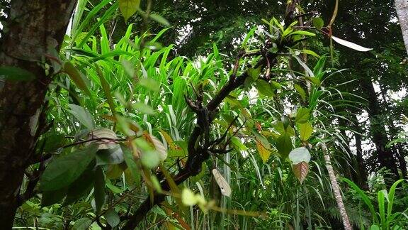 绿叶热带植物灌木插花室内花园自然背景的股票镜头