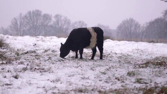 奶牛在雪地里吃草