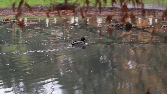 秋天的意大利米兰一只鸭子在湖里游泳