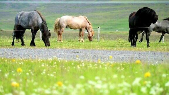 冰岛马在牧场上吃草的特写慢镜头