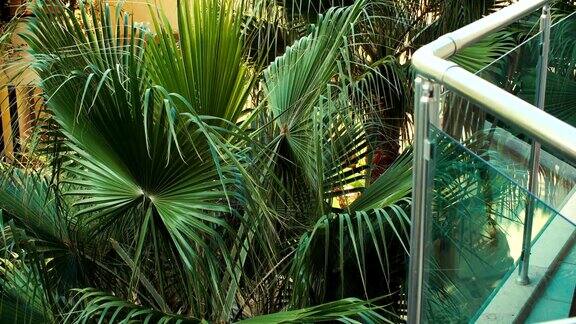 在阳光明媚的夏日绿色明亮的棕榈叶从阳台上看到的景色