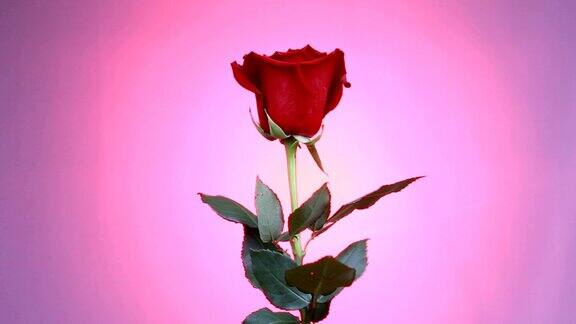 一个红色玫瑰的特写在粉红色的背景上旋转微距拍摄玫瑰花瓣