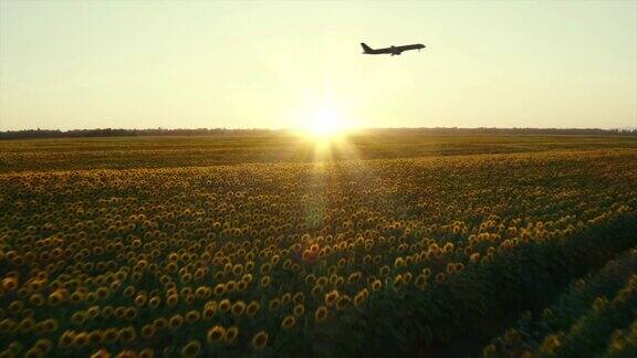 日落时分飞机在向日葵田里起飞