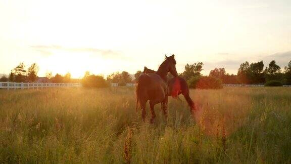 近距离观察:两匹美丽强壮的马在牧场的高草上奔跑