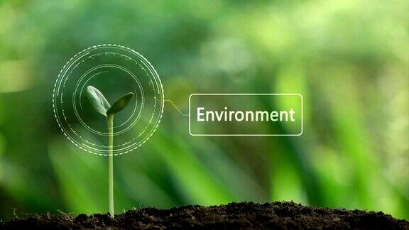 种植一棵树和环境全息图拯救地球和自然清洁生态在自然