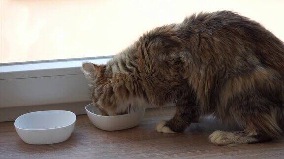 一只猫坐在窗台上吃着她的食物