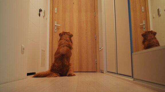 小狗在门口欢迎主人