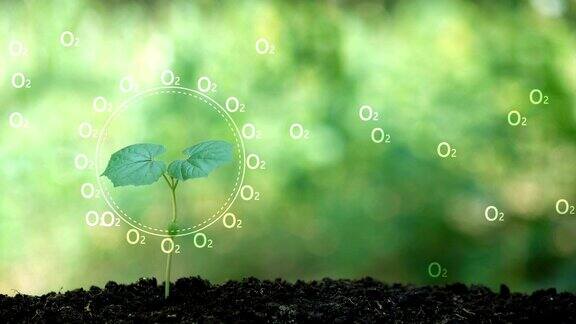 种植一棵树和氧气全息图拯救地球和自然清洁生态于自然
