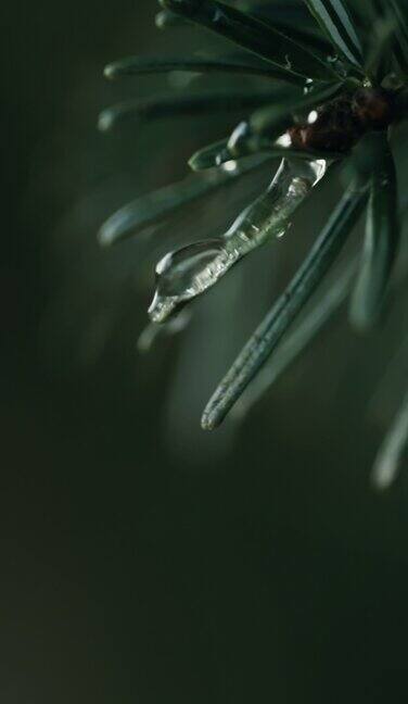 一滴雨滴从云杉的树枝上落下