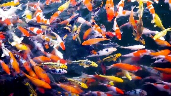 锦鲤花式鲤鱼在水族馆游泳俯视图