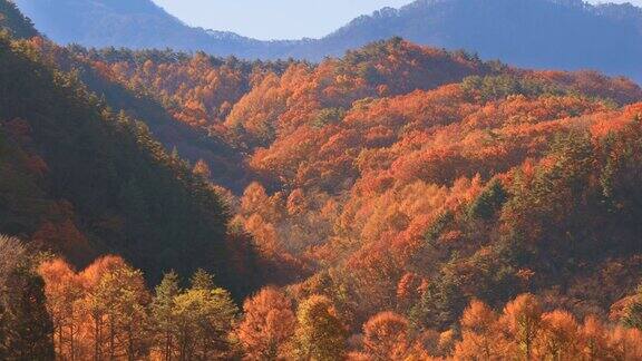 美丽的山脉和秋天的树木