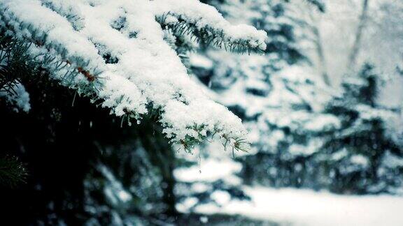雪花落在冷杉树枝上