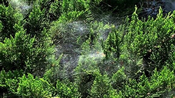 灌木丛上的蜘蛛网在风中摇摆4k