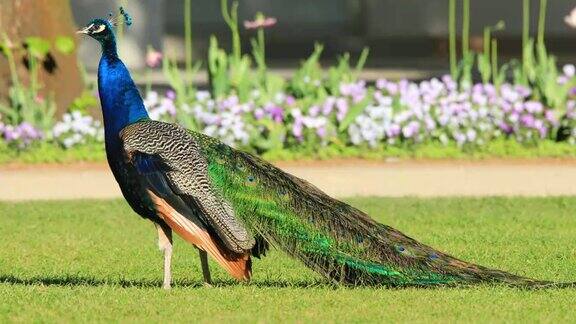 单雄性印度孔雀鸟-孔雀-在草地上