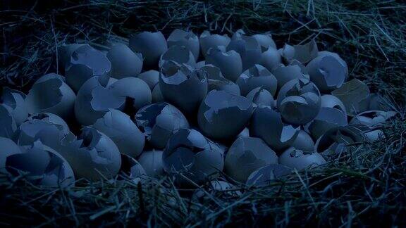 黑暗中孵出的蛋的巢
