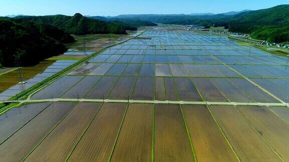稻田景观