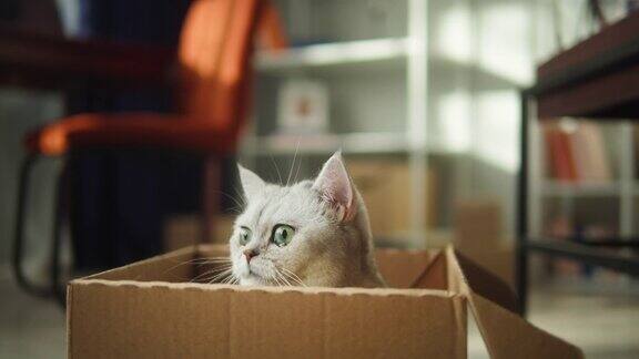 猫坐在客厅的纸箱里灰色小猫大眼睛特写毛茸茸的纯种宠物在房间里放松最好的朋友在家里饲养家畜