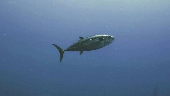 红海开阔水域中的单齿金枪鱼