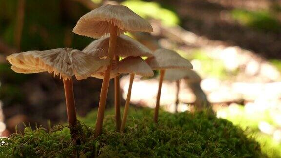 蘑菇自然背景