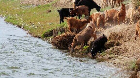 在蒙古国阿勒泰省的扎班汗-苟勒河的水景上山羊在饮水