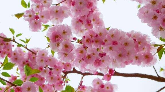盛开的樱花的树树枝上粉红色的花瓣