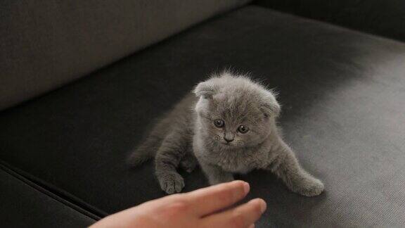 美丽的毛茸茸的灰色苏格兰折猫年轻人玩婴儿苏格兰折叠灰色小猫可爱的宠物画像