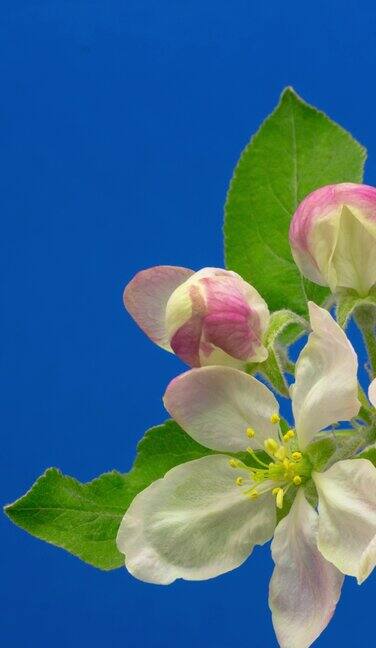 4k垂直时间间隔的野生苹果树花开花生长在蓝色背景上盛开的海棠花垂直时间间隔以9:16的比例移动电话和社交媒体准备就绪