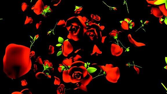 落在黑色背景上的红玫瑰