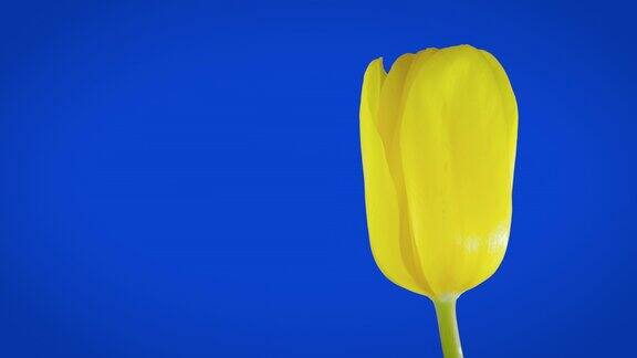 时间流逝-一朵黄色的郁金香花盛开在蓝色的背景上