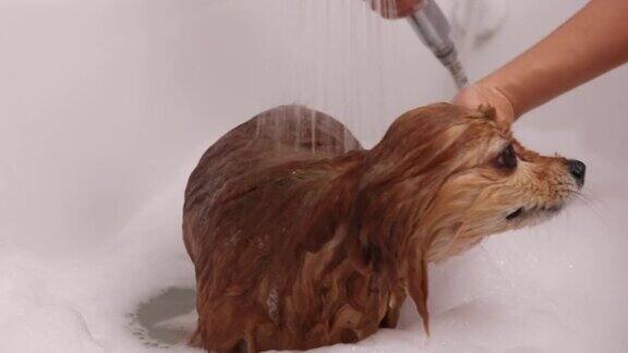 德国斯皮兹犬在淋浴下洗澡抖掉浴缸里的水