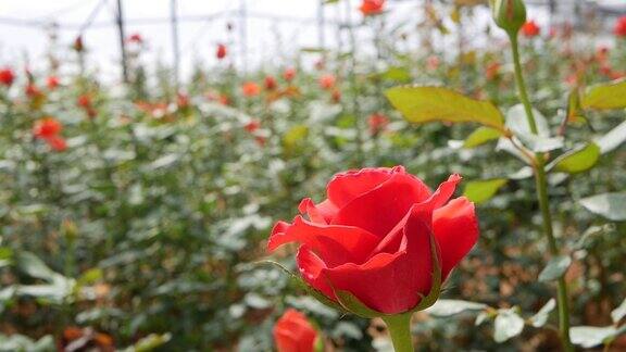 在小型商业园艺中种植的温室玫瑰