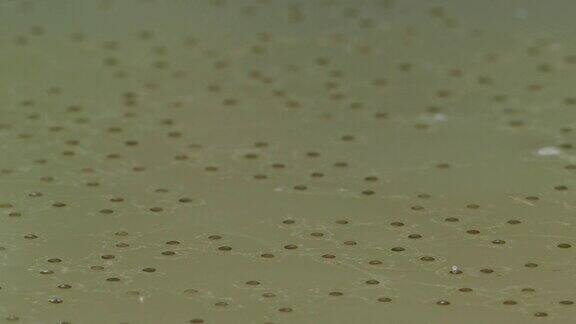 青蛙蛋漂浮在水面上