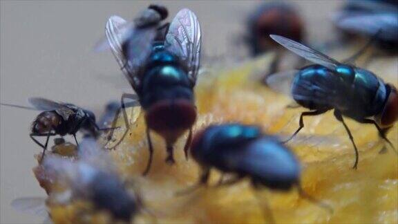 家蝇爬着吃芒果汁