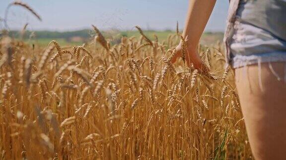 女人用动手抚摸小麦作物