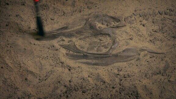 用刷子挖掘侏罗纪鱼类化石