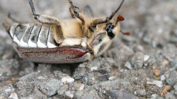 五月虫甲虫躺在背上