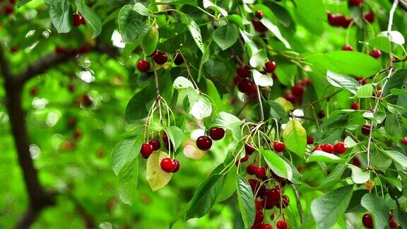 夏天成熟的红樱桃挂在树枝上