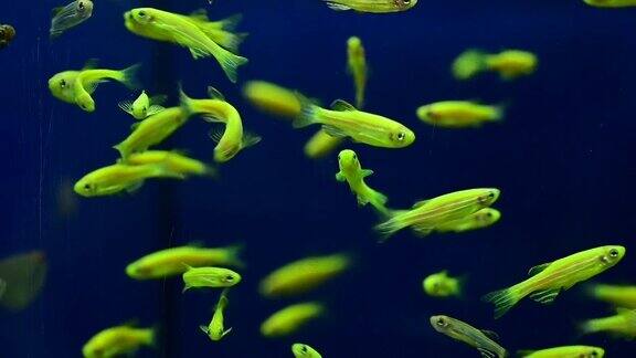 许多小的、淡绿色荧光的鱼在水下快乐地游着美丽的鱼慢动作视频水下发光的鱼