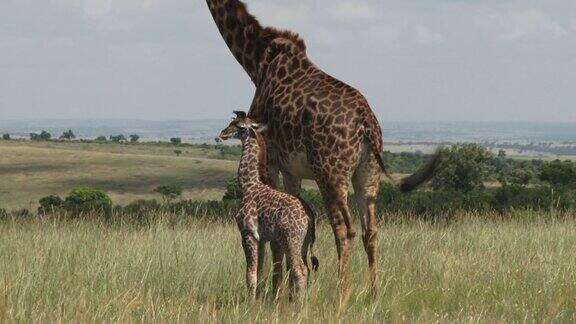 小长颈鹿和妈妈