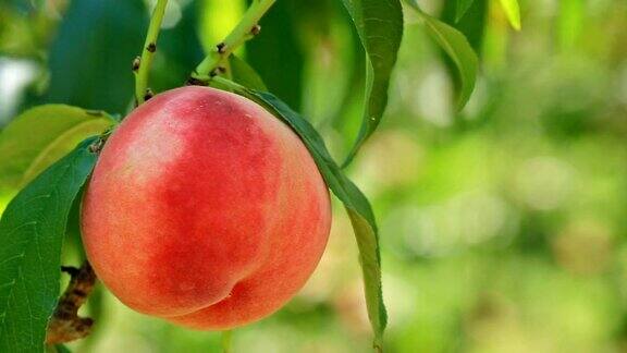 桃园里成熟的桃子