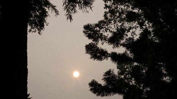 美丽的日落与剪影的树木在假日夏天台湾