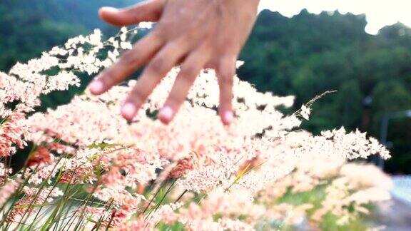 SLOMO女人的手触摸花