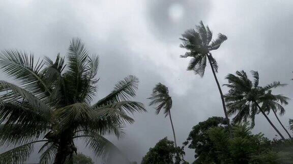 热带树顶在极端天气下会弯曲强风会导致季风