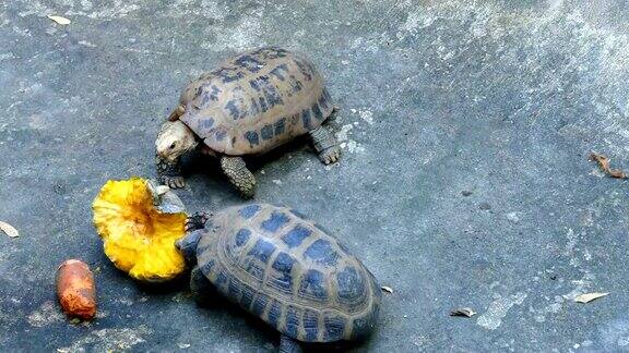 吃菠萝蜜的非洲芒刺龟