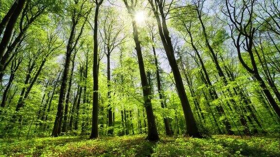 时光流逝绚丽的阳光绿森林