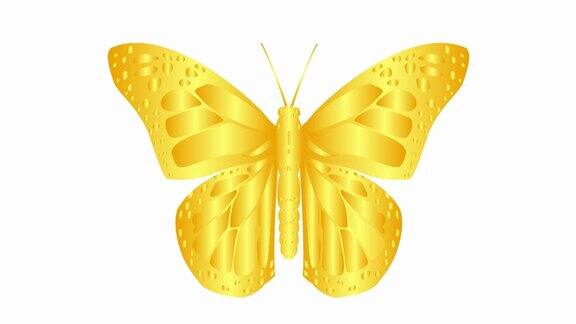 动画金色蝴蝶襟翼毛圈的视频平面矢量插图孤立的白色背景
