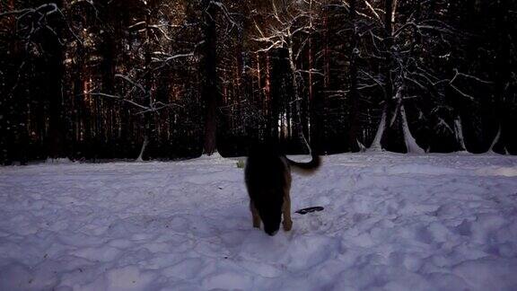 德国牧羊犬在雪地上奔跑慢镜头