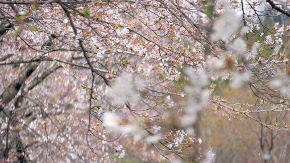 樱花花瓣被风缓缓飘落