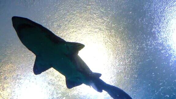大鲨鱼在海洋水族馆游泳